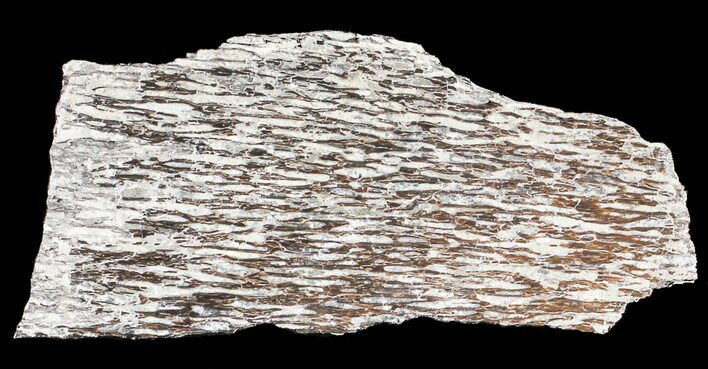 Polished Pliosaur (Liopleurodon) Bone - England #53472